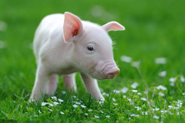 2021年03月18日全国各省市15公斤仔猪价格行情报价，一头仔猪1500元，育肥户还有利可图吗？