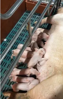 母猪