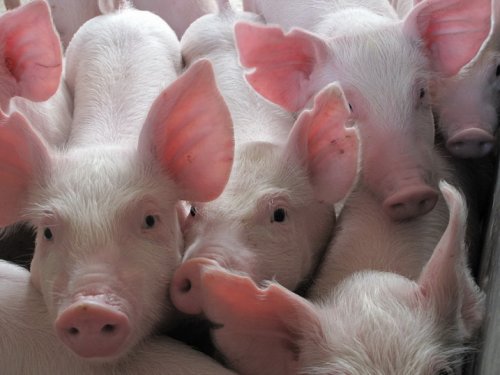 1~2月猪饲料产量达2032万吨！这项政策实施后，饲料价格或大幅下降？