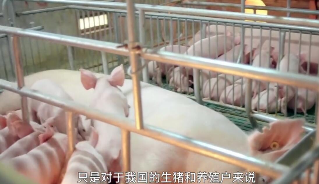 养殖户的百年噩梦，扑杀生猪无数，非洲猪瘟是如何传入中国的？