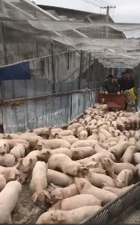 卖仔猪啦