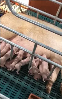 母猪