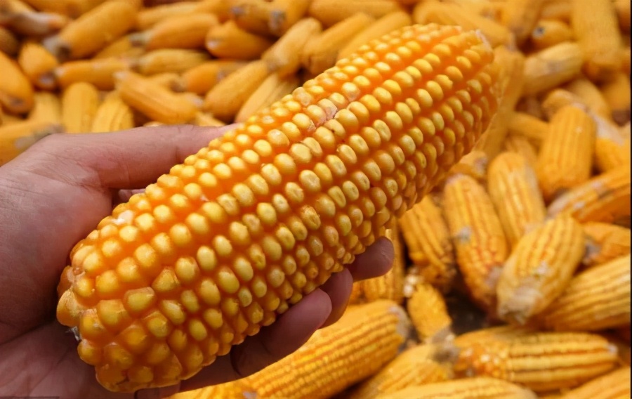 玉米豆粕双双下跌！减量替代政策公布，饲用玉米豆粕需求将放缓？
