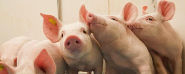 2021年03月19日全国各省市10公斤仔猪价格行情报价，仔猪价格“恨天高”，养殖户补栏与否必须做好判断！
