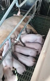 猪场
