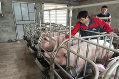 生物安全、配种、分娩、保育……德康人！熊光林的故事！