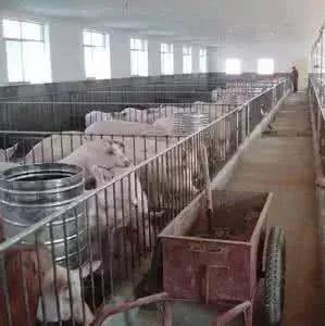 案例分析——猪场被大风掀开屋顶，这亏千万不能吃