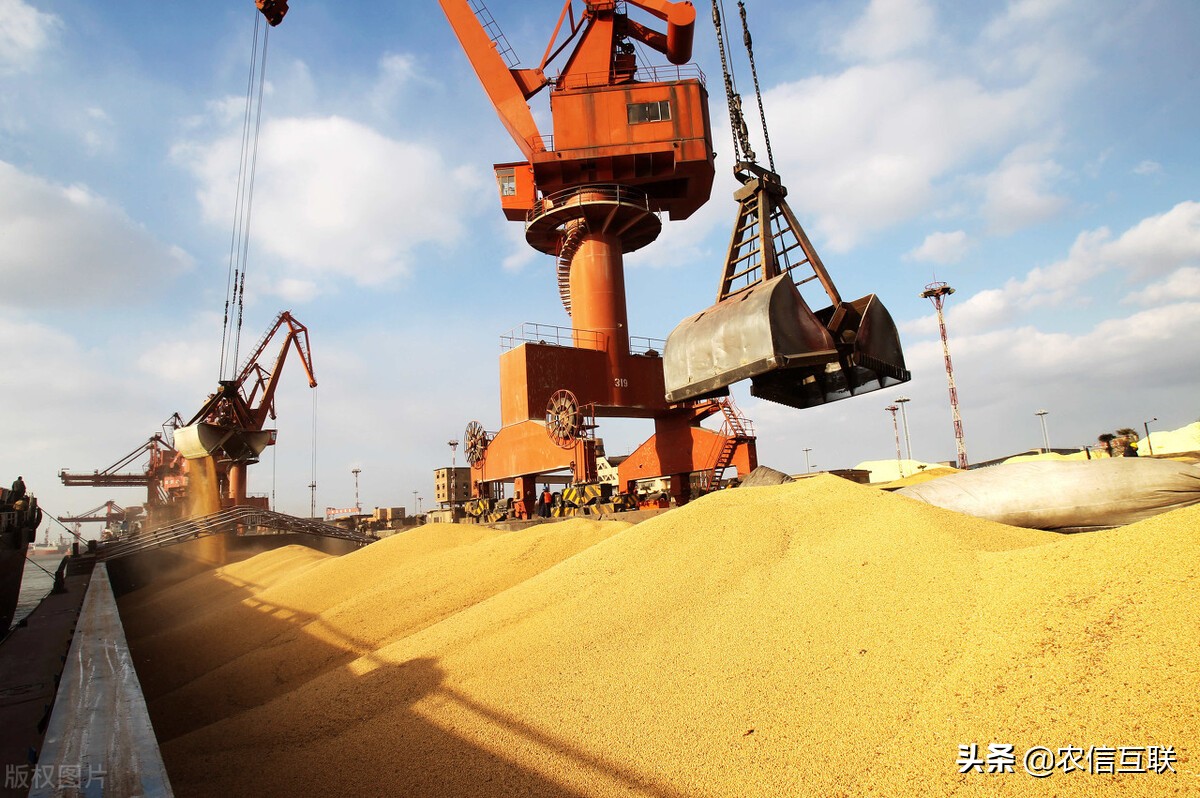 中国采购5300万吨美豆，戏称：养活了美国农民！中国大豆咋办