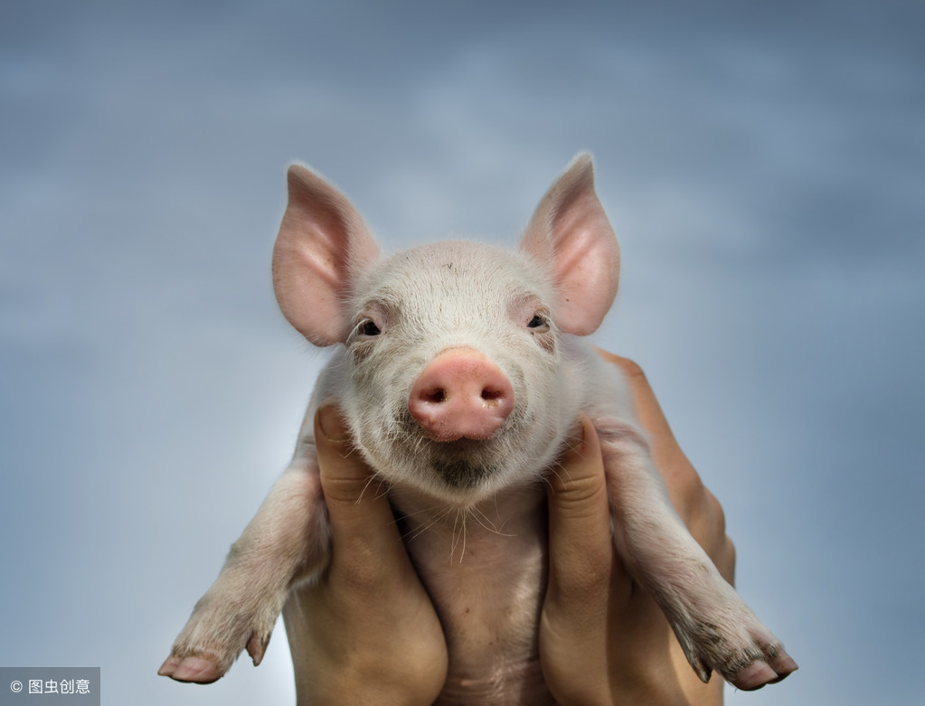种公猪饲养丨如何通过正确的挑选和饲养获得一头健康合格公猪