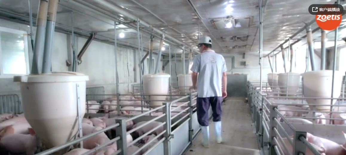 猪场管理之人员进场前清洁消毒操作流程