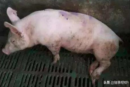 警惕！春季猪场高发病有哪些，育肥猪最危险 ，不要忽略