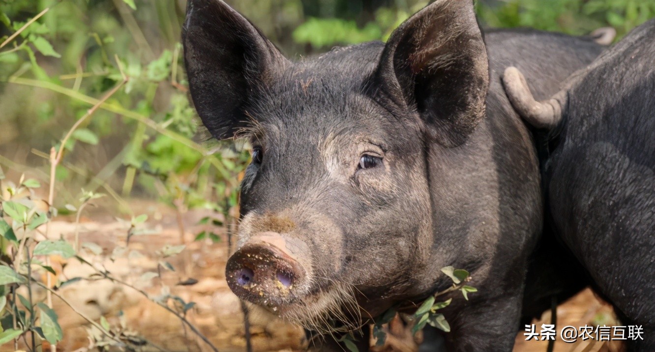 2400头美国种猪落户四川，天价丹麦猪入境，土猪或将灭绝？
