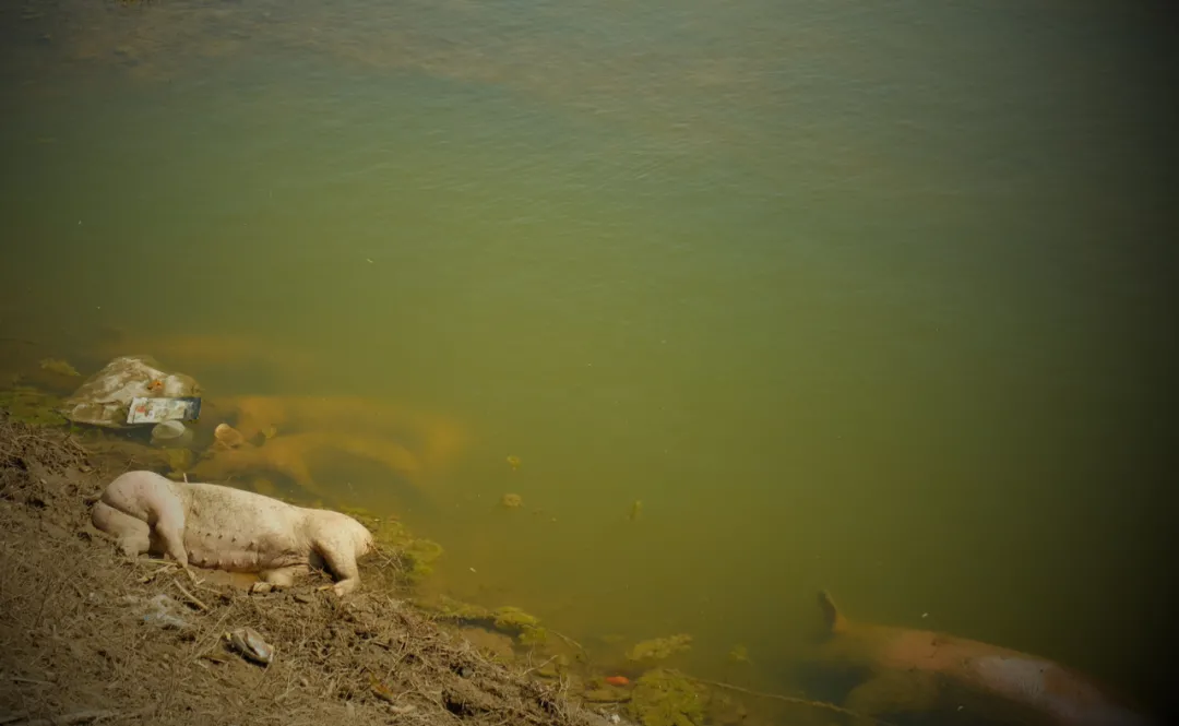 这是黄河内蒙古达拉特旗段“国堤”内侧的一群死猪