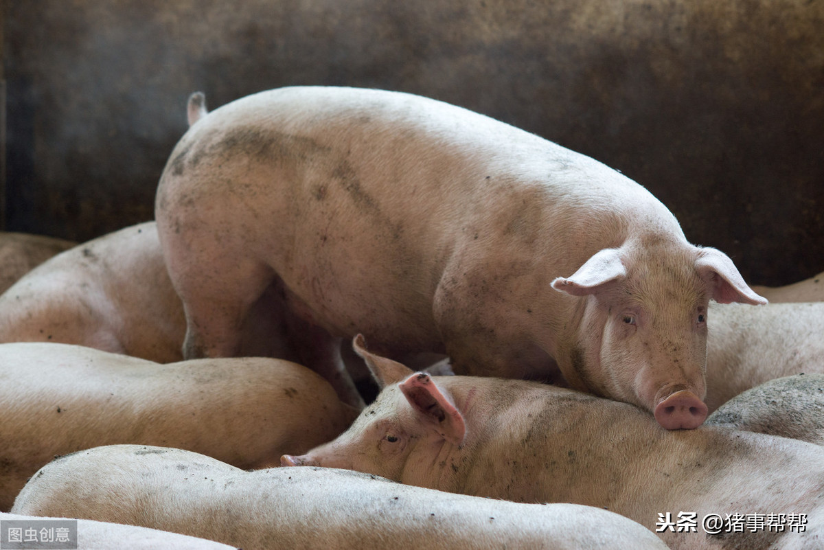 警惕！春季猪场高发病有哪些，育肥猪最危险 ，不要忽略