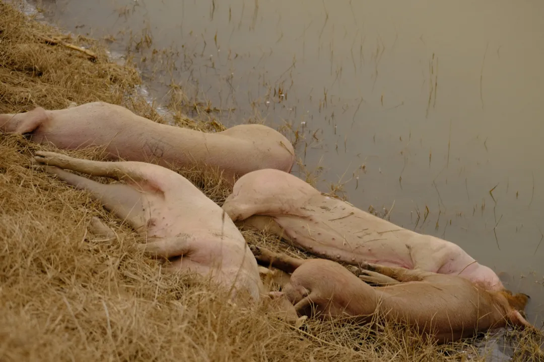 这是黄河内蒙古达拉特旗段“国堤”内侧的几头死猪