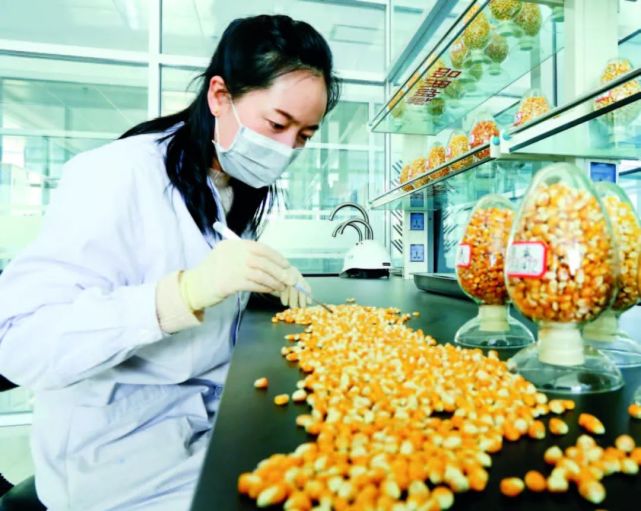 一家种业公司的工作人员检验优质玉米良种