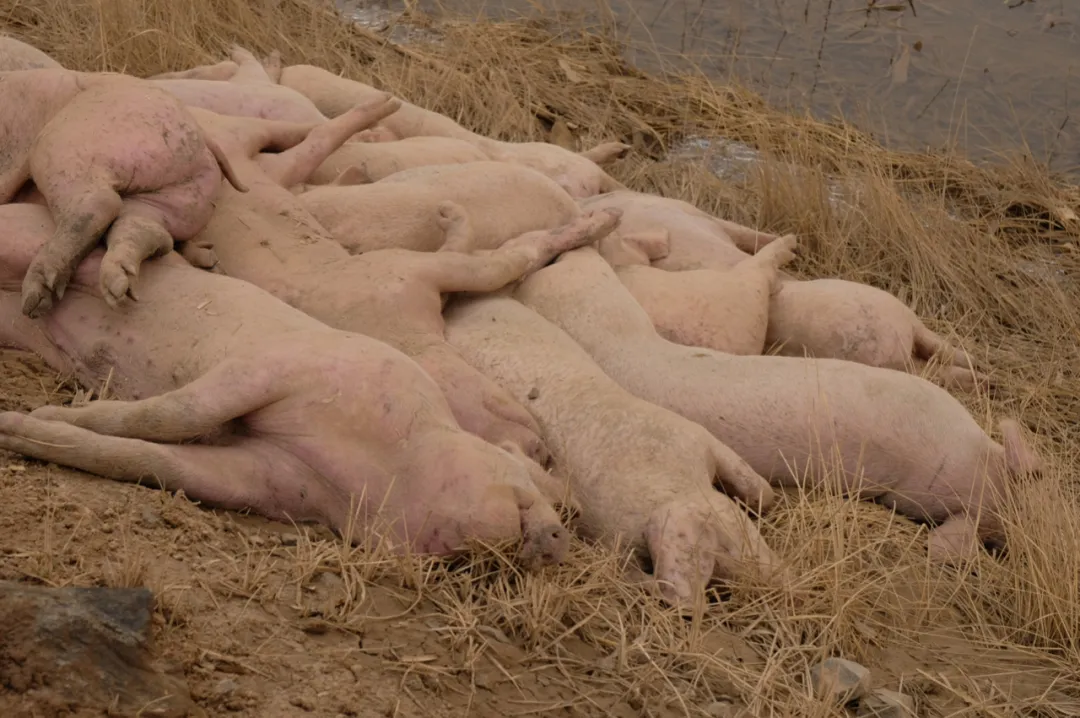 这是黄河内蒙古达拉特旗段“国堤”内侧一堆死猪