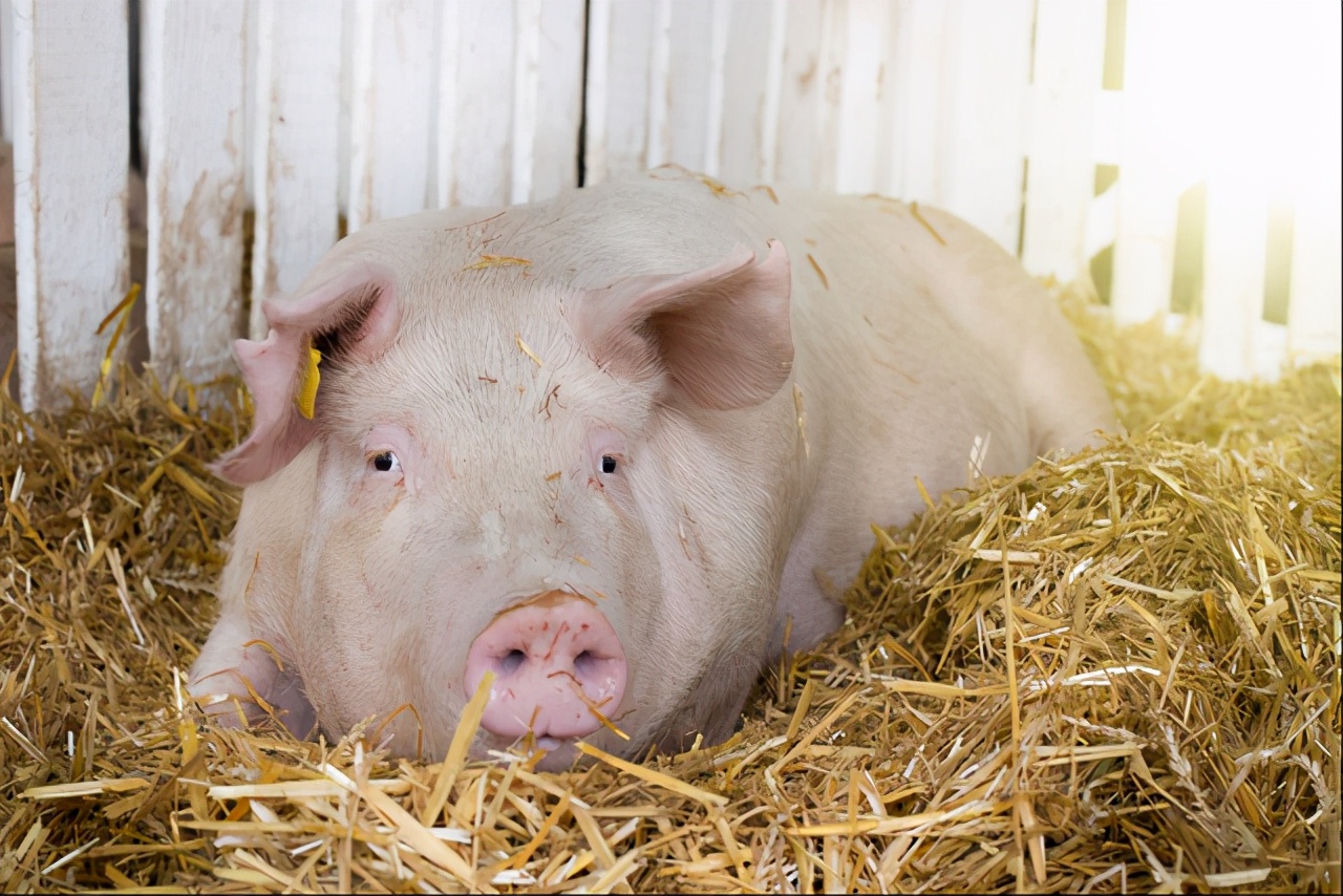 23日15公斤仔猪价格，母猪产能受损严重，今年仔猪变金猪？