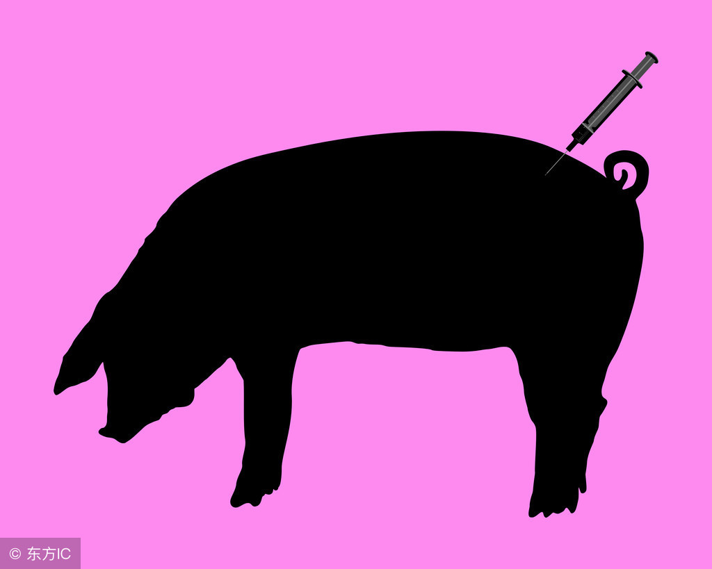 养猪中接种疫苗不是万能的，猪场接种疫苗的注意事项！