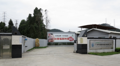 GGP、GP存栏8000余头！福昌种猪“迈开”步子，布局东北、湖北