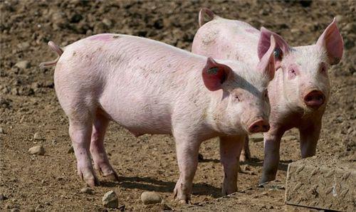 春季是猪传染疾病的高发期，猪反复咳嗽喘气的巧妙处理，学会胜养十年猪