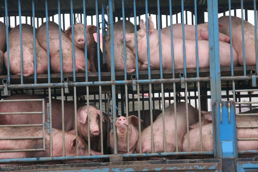 24日20公斤仔猪价格，猪疫病横扫大小猪场，仔猪供应仍堪忧？
