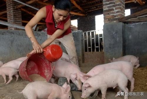 农村家庭养猪如何实现经济效益最大化？抓住4环节，数钞直到手软