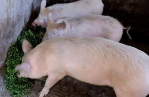 农村家庭养猪如何实现经济效益最大化？抓住4环节，数钞直到手软