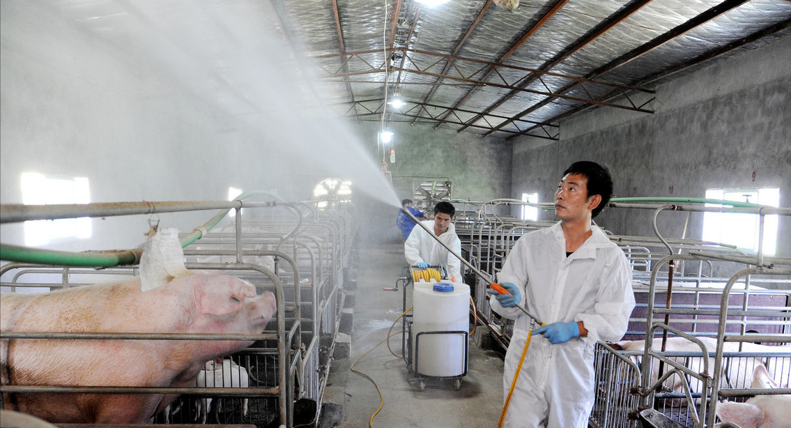 仔猪价格上涨16.5%！非瘟“警报”再响，养殖户该如何防范？