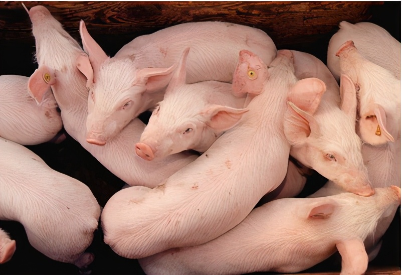 3月25日仔猪价格：仔猪价格上涨16.5%！非瘟“警报”再响，养殖户该如何防范？