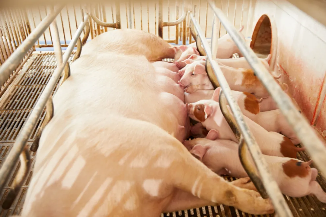 深度分析：种用外三元母猪培育对策（四）哺乳期饲养管理策略