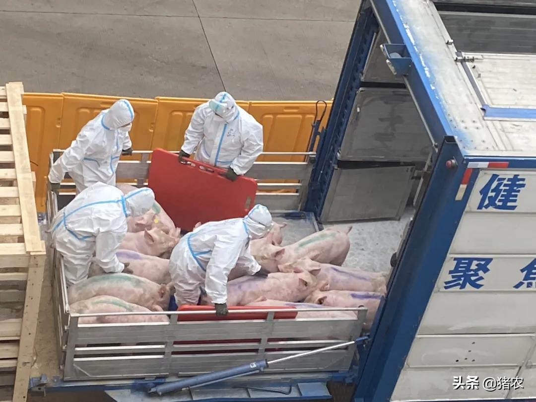 官方：三月中旬生猪价格比上旬跌4.5%，生猪市场大局已定？