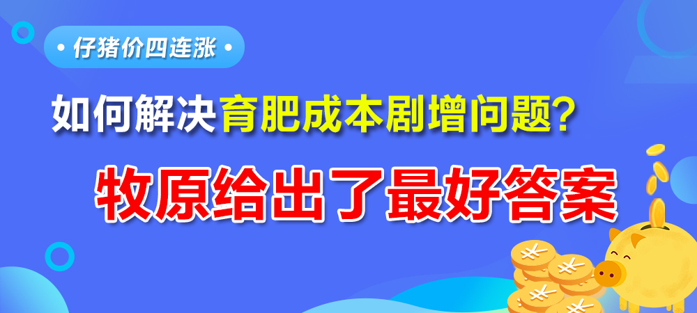 仔猪价四连涨，如何解决育肥成本剧增问题？牧原给出了最好答案