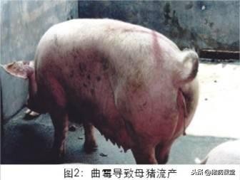 猪病如何“看”出来？资深兽医教你看猪病以及常见种类流行特点