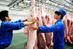 湖北：猪价深跌后盘整，省内屠企宰量长期难提！