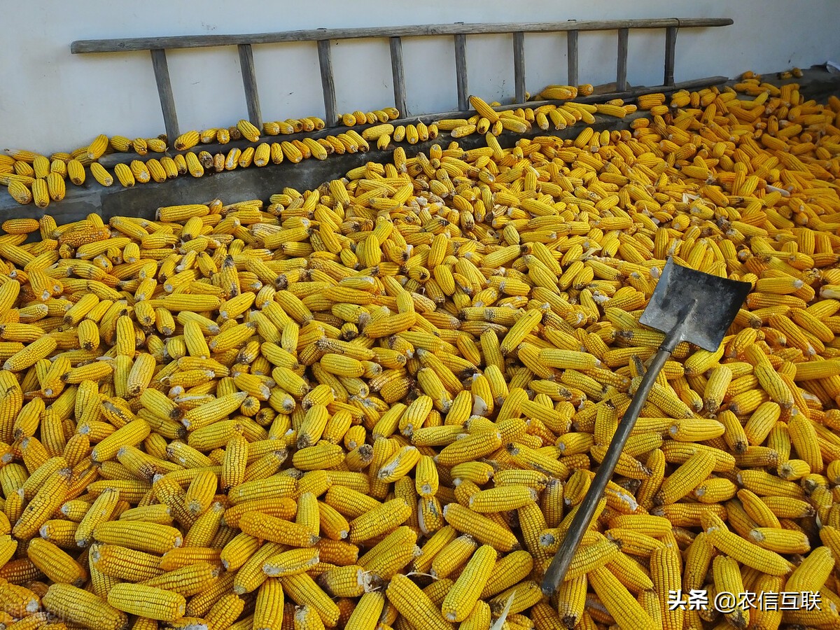 全球粮价暴涨，为何中国粮价跌了？玉米最高跌240元，还涨吗？
