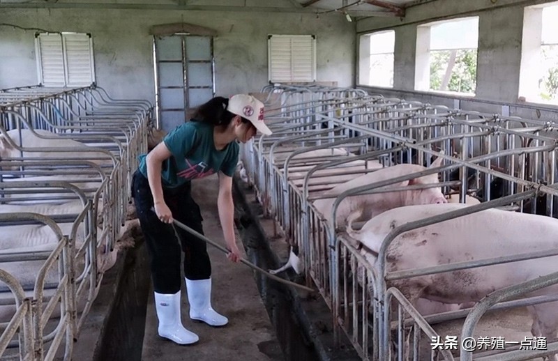 雨季非瘟防控要加强，用水消毒管理要落实