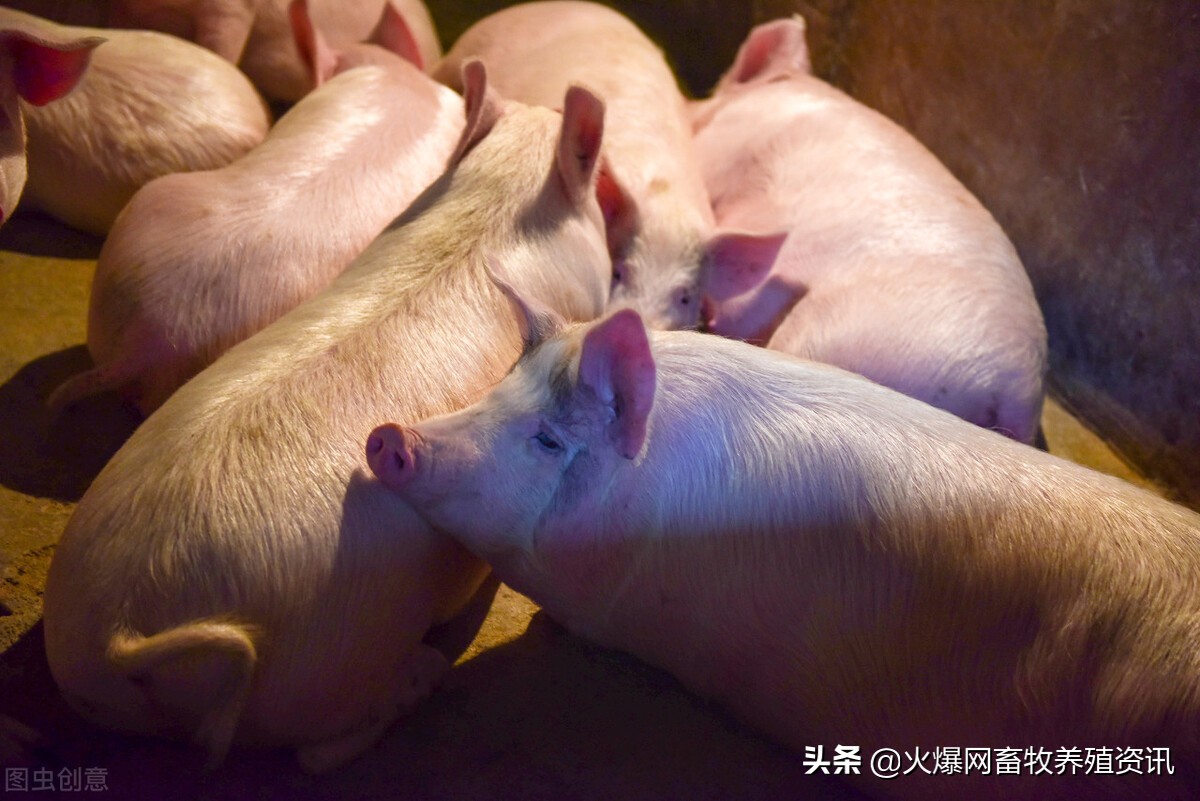 仔猪免疫耐受是引起猪瘟疫情的重要原因