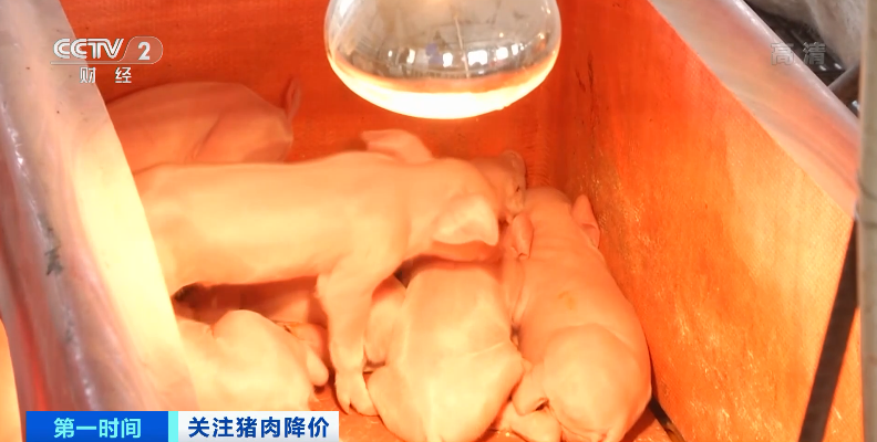 猪肉降价