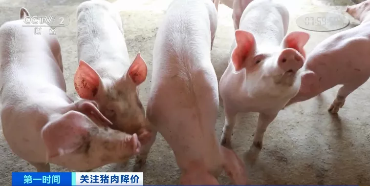 生猪价格