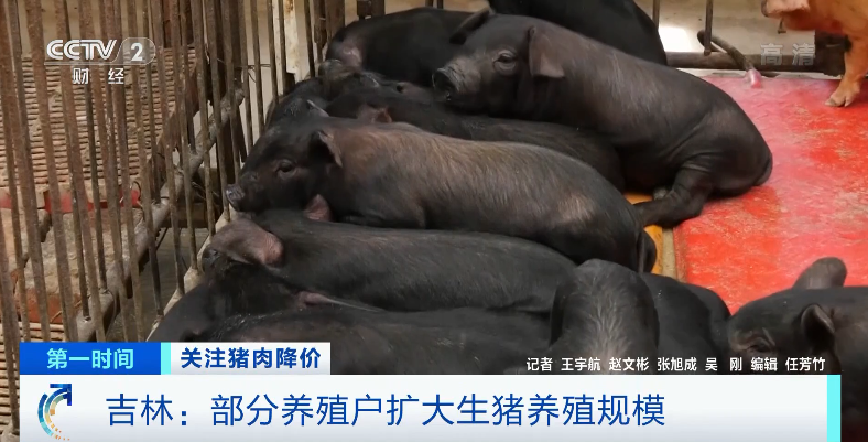 生猪养殖