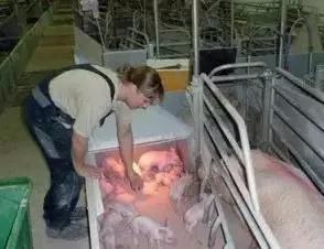 猪场防控非瘟，这三个要点缺一不可！结合了应对新冠肺炎的成功经验