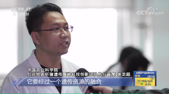 进口一头种猪要3万块！