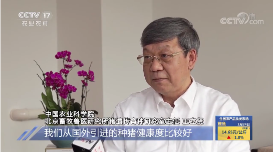 进口一头种猪要3万块！我国每年进口1万多头种猪，国产种猪差在哪里？