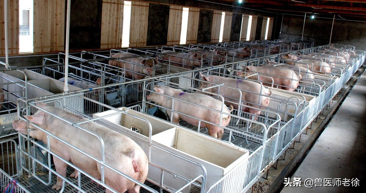 非瘟危害养猪安全，不重视消毒真不行，非瘟消毒方法该怎么做？