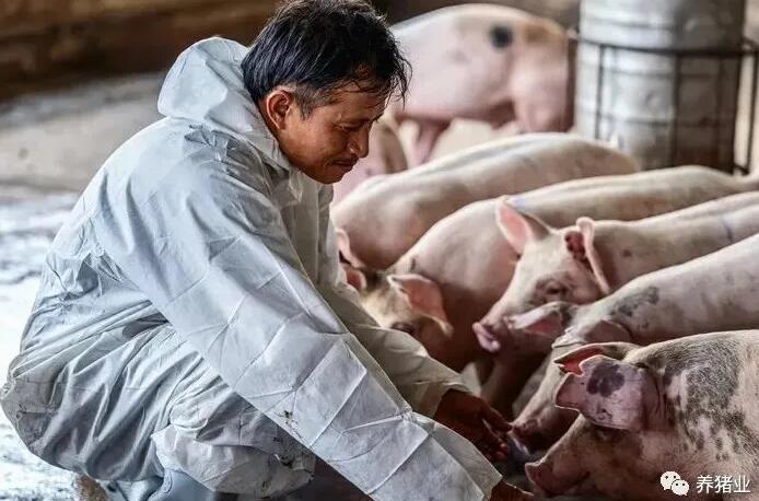 全球养猪业前景：需求旺盛，生猪市场依然强劲