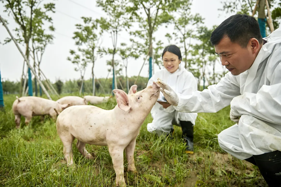勃林格殷格翰茵温净®猪瘟活疫苗正式在华上市