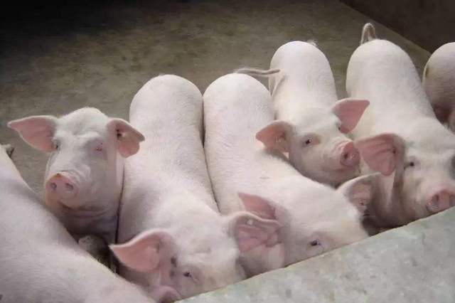 新非瘟肆虐下，猪场5大场景下如何做到真正消毒？