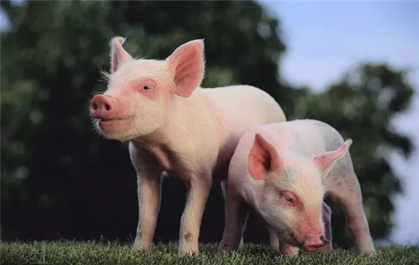 干货：生长育肥猪，规模化猪场的饲养管理和保健措施