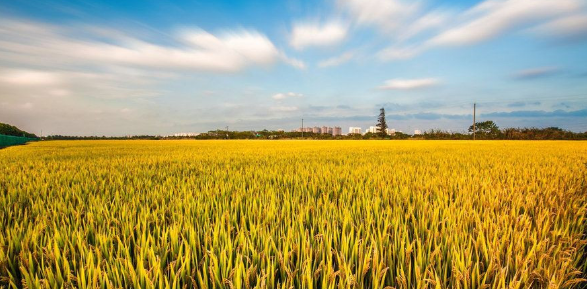 粮食系统极端脆弱，灾害威胁全球粮食供应，天气风险随时推升全球玉米价格